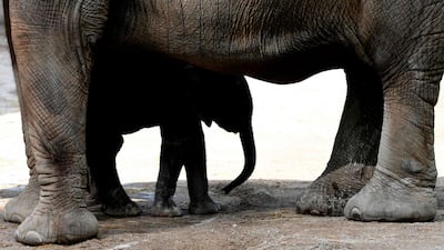 The newborn elephant calf 'Gus' stands under his mother 'Sabie' in the zoo of Wuppertal, western Germany. AFP