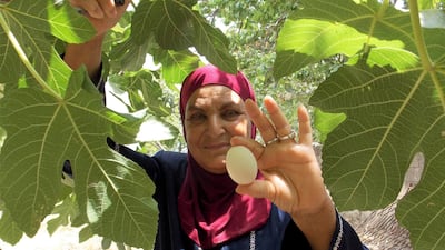 Chicken home farm in Jerash. Photo: Nico Dingemans