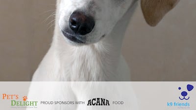 Mel is a female pup aged 6 months, who will be medium-sized when she is fully grown. She is very affectionate, active and loves to play, and can live with other dogs. Photo: K9 Friends