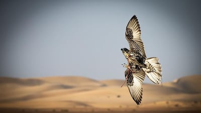 The photography was commissioned for the Falcons of Arabia book, which is published by Professional Sports Group and will be launched at the Abu Dhabi Book Fair on May 8.