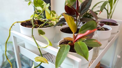 Ms Rousta has decorated her home with plenty of personal touches, including plants