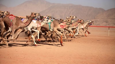 Jordanians race their camels in front of Sheikh Sultan bin Hamdan bin Zayed, President of the Arab Camel Racing Federation and with the presence of Prince Asem bin Nayef, vice president of the Jordan Royal Equestrian Federation, during the annual camel race in Wadi Rum, Jordan. Salah Malkawi / The National