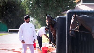 Emirati trainer Ali Rashid Al Raihe observing the horses at Grandstand Stables