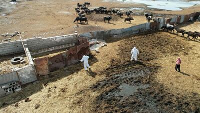 Kirkuk authorities have prohibited the transport of cattle to or from the province.