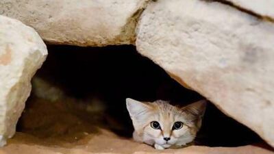 A Sand Cat (Felis margarita) at Al Ain Zoo. Lauren Lancaster / The National