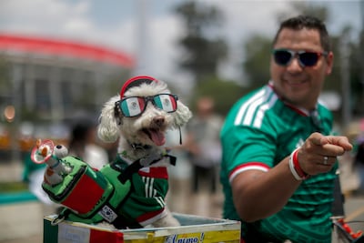 A furry football fan on opening day. EPA