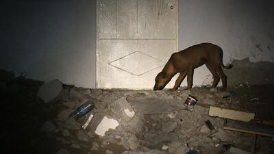 A lone stray dog forages for food around the Ajman neighbourhood of Al Mowaihat. Jeffrey E Biteng / The National
