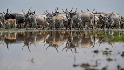 A herd of grey cattle are driven from their winter habitat to their summer pasture in The Puszta on the Great Hungarian Plain near Hotobagy, Hungary. EPA