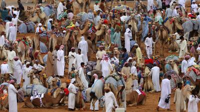 Racing camels and their handlers arrive early morning prior to the start of the Al Marmoom Heritage Festival.