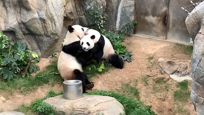 Giant pandas Ying Ying and Le Le before mating at Ocean Park in Hong Kong. Stuck at home with no visitors and not much else to do, a pair of pandas in Hong Kong finally decided to give mating a go after a decade of dodging the issue. AFP