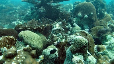 Ras Ghanada is considered one of the UAE’s most important reefs and is being monitored for coral bleaching. Photos courtesy John Burt