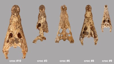 Five isolated skulls. From these it was calculated that the crocodiles were between 1.85m and 3.33m long. Photo: Bea De Cupere, RBINS