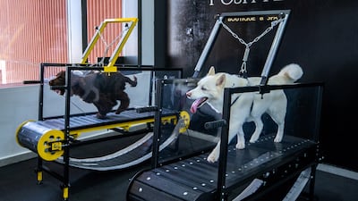 Gucci, left, and Luna on the treadmills at Posh Pets Boutique & Spa on Reem Island in Abu Dhabi. All photos: Victor Besa / The National