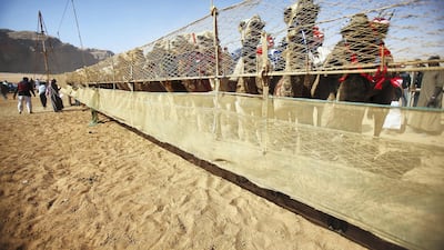 Jordanian Bedouins prepare to race camels using robotic jockeys at the Sheikh Zayed track in the town of al-Disi in the desert of Wadi Rum valley, on November 9, 2019