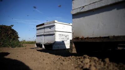 Honey bees fly around a hive at Gene Brandi Apiaries on September 4, 2014 in Los Banos, California. Justin Sullivan / Getty Images / AFP