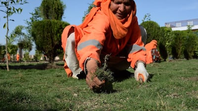 A female Afghan municipality employee, supported by United Nations agency UN-Habitat, removes weeds at a garden in Jalalabad. Noorullah Shirzada / AFP