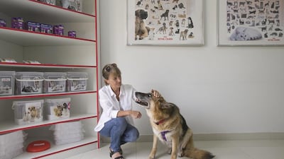 Lynda Al Qubaisi’s eight-year-old German shepherd, Kita, has been donating blood to dogs in need for six years. Mona Al Marzooqi / The National