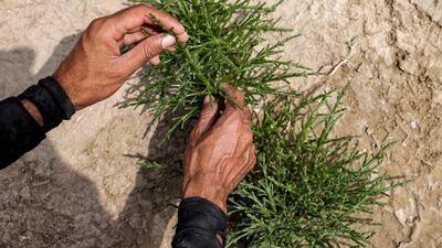 The plant is grown using saltwater, a method that is more sustainable than using fresh water