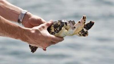A tagged turtle is ready to be released.