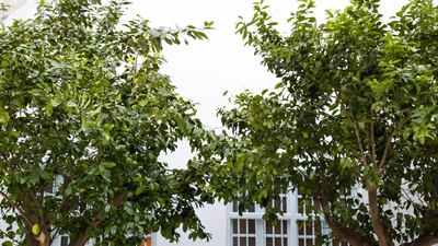 The courtyard features eight lemon and orange trees. Courtesy Ammar Basheir