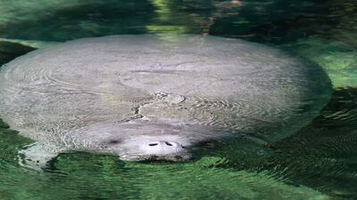 A manatee pokes its nose out of the water as it swims near the main spring, Wednesday, Jan. 19, 2022, at Blue Spring State Park in Orange City, Fla. The manatees are attracted to the warmth of the 73-degree Fahrenheit spring during cold weather, with a record-breaking number counted by volunteer manatee watchers this week. (Joe Burbank / Orlando Sentinel via AP)