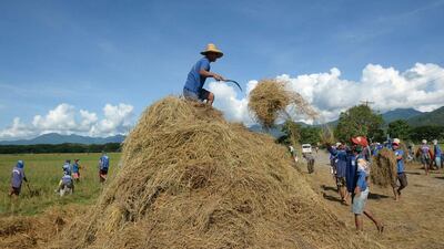To go with AFP story "Philippines-prison-tourism" by Cecil MorellaIn this photo taken on June 6, 2014, inmates from the medium security compound work on a rice field at Iwahig prison in Puerto Princesa, Palawan island. Bounded by a mangrove forest-choked coast, a mountain range and a highway to Puerto Princesa city, 14 kilometres (8.7 miles) away, Iwahig is one of the world's largest open prisons, as well as one of the country's oldest correctional institutions. AFP PHOTO/TED ALJIBE