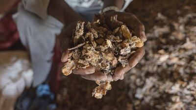 A frankincense trader holds a handful of raw gum near Gudmo, Somaliland. Harvesting frankincense is risky. The trees can grow high on cliff edges, shallow roots gripping bare rock slithering with venomous snakes.