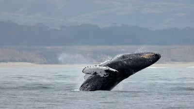 A humpback whale breeches off Half Moon Bay in California. A female and her calf were spotted a kilometre off the coast of Dubai. AP