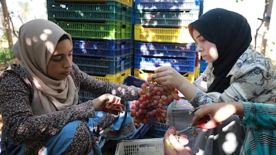 Workers collect grapes at a farm in Khatatba Al Minufiyah Governorate in Egypt, north of Cairo. Table grapes are exported to EU countries, mainly Germany and the Netherlands. EPA