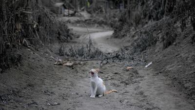 A cat sits in a lane between ash-covered trees and buildings from the eruption of the Taal volcano. The threat of the Philippines' Taal volcano unleashing a potentially catastrophic eruption remains high. AFP