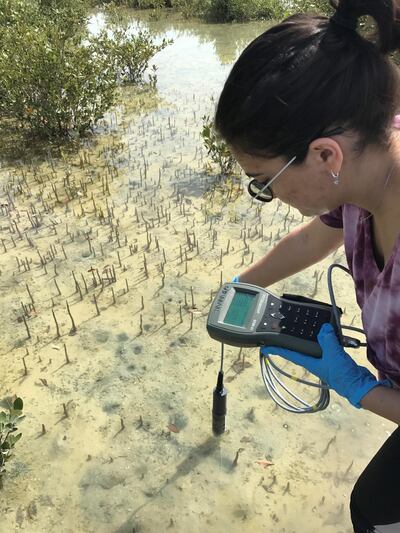 A researcher takes samples for the American University of Sharjah-led study. Courtesy: American University of Sharjah