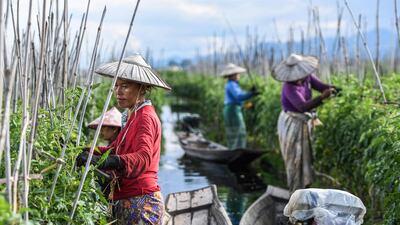 Women at work on a floating farm on Inle Lake, Myanmar. Floating farms are as ubiquitous on the lake as its famed houses on stilts and leg-rowing fishermen, but locals say they are slowly choking the Unesco-recognised reserve. AFP