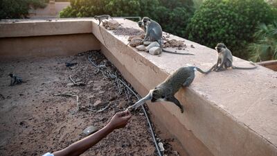Monkeys on the campus of the University of Khartoum are bold enough to take food from students' hands. AFP