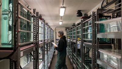A kelp nursery at the Bamfield Marine Sciences Centre in Bamfield, British Columbia, Canada. Bloomberg
