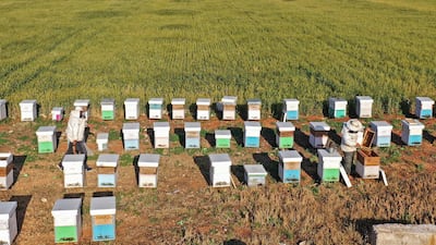 Two Syrian beekeepers pick honey from their hives in the rebel-held province of Idlib. AFP