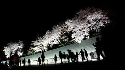 Visitors walk among cherry blossoms at night in Washington. AFP