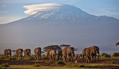Fly to Nairobi with Air Arabia Holidays to spot elephants and more at Amboseli National Park in southern Kenya. AP