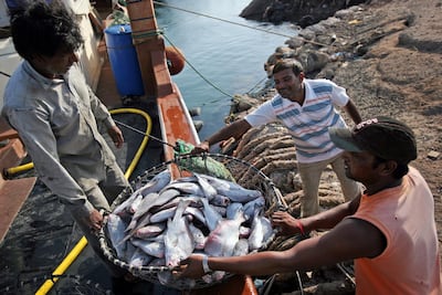 Overfishing means that hammour is now an endangered species.