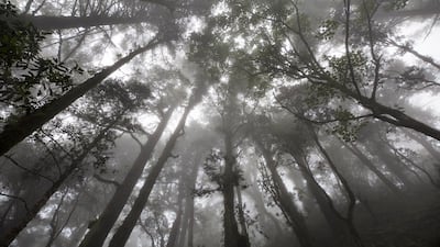 Early morning fog lurks around trekking path. Narendra Shrestha/EPA