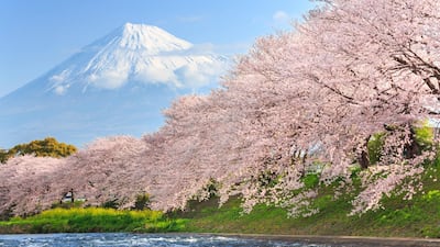 The practice of Shinrin-yoku, or 'forest bathing', is important to the Japanese who make it a point to spend time in nature. iStockphoto.com