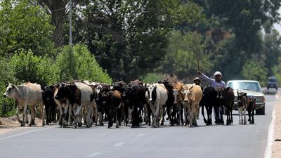 The busy roads of Ismailia in Egypt were the scene of an attack by suspected militants who killed at least three police officers on Friday. Reuters.
