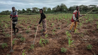 Farmers from the rural commune of Sampona tend to their parched land as they await the arrival of rain in the Amboasary-South district of Madagascar. AFP