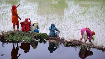 Pakistani women take a break from working in a rice field on the outskirts of Gujranwala, in Punjab province, Pakistan, Sunday, July 8, 2012. (AP Photo/Muhammed Muheisen)