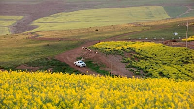 A picture in the Western Cape Province near Botriver shows a bee-keepers setting out bee hives for pollination. Canola or Rapeseed are grown for the oil which is extracted from the seeds. AFP
