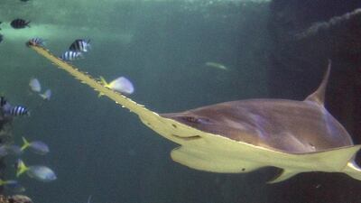 A sawfish at the Sydney Aquarium. The green sawfish was previously thought to be extinct from UAE waters but sightings posted on social media suggest otherwise. AP Photo