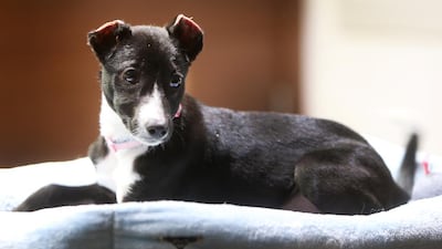 Jean, a 10-week-old stray, was rescued by Keith Qassab who found her wandering near a petrol station in Abu Dhabi. Delores Johnson / The National