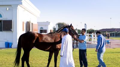 Salem bin Ghadayer and his team inspect a horse at Fazza Racing Stables. Reem Mohammed / The National