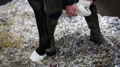 To prepare the horses for transportation their hooves are bound to protect the light shoes.
