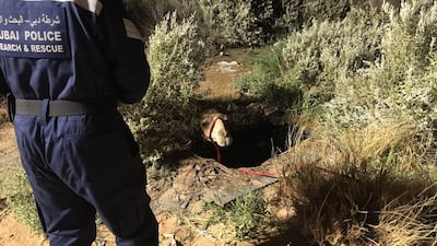 A camel is stuck in a water-logged hole in Al Lisaili. Courtesy Dubai Police