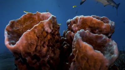 Pier Mane / UPY 2016